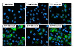 Anti-Dengue virus Envelope protein antibody [HL2089] used in Immunocytochemistry/ Immunofluorescence (ICC/IF). GTX637997